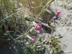 Silene colorata