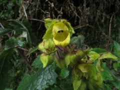 Calceolaria perfoliata