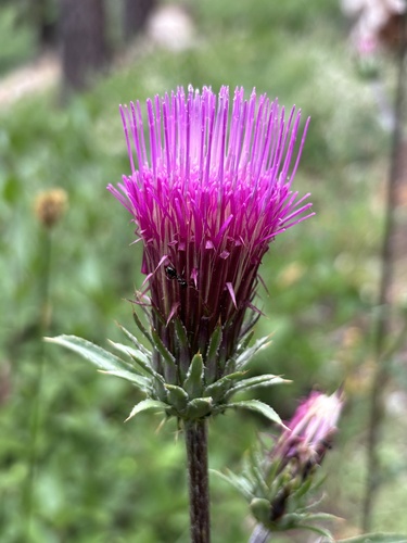 Cirsium andersonii