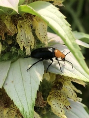 Nemognatha bifoveata