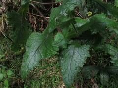 Calceolaria perfoliata