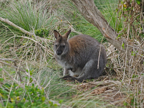 Red-necked Wallaby