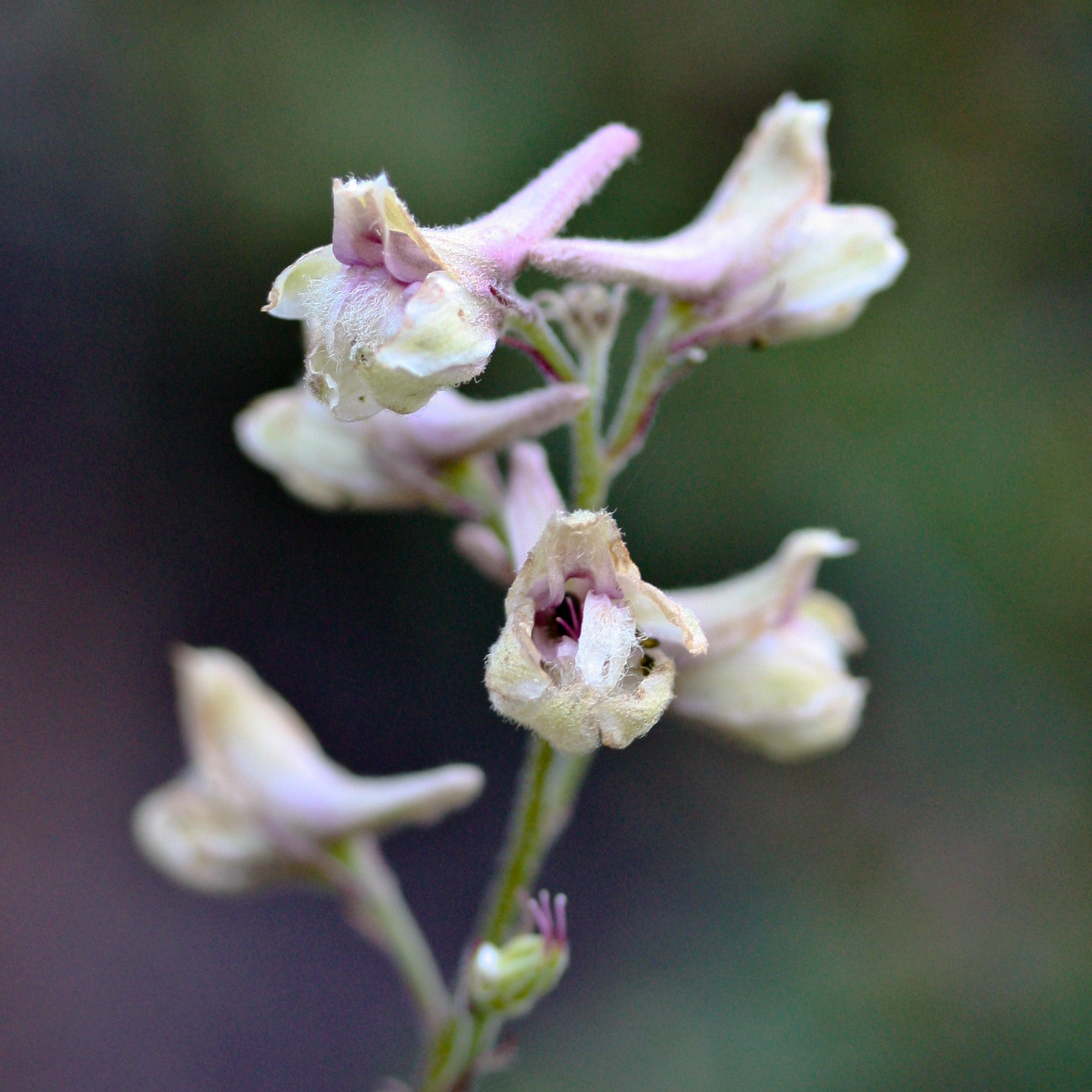 Delphinium californicum ssp. interius