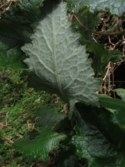Calceolaria perfoliata