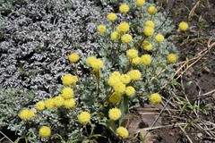 Eriogonum douglasii