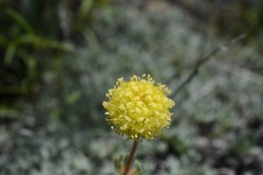 Eriogonum douglasii