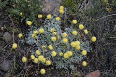 Eriogonum douglasii