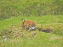 Lepus timidus hibernicus