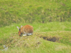 Lepus timidus hibernicus