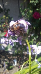 Eristalis tenax