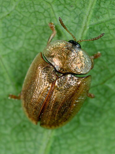 Hypocassida subferruginea