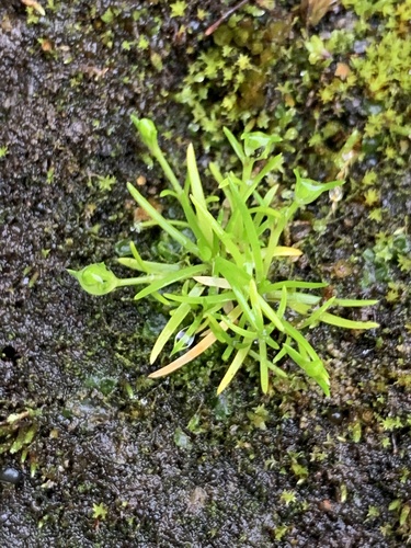 machovička položená (Sagina procumbens)