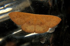 Cyllopodini