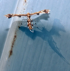 Geina periscelidactylus