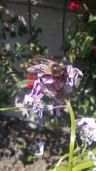 Eristalis tenax
