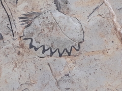 Tridacninae