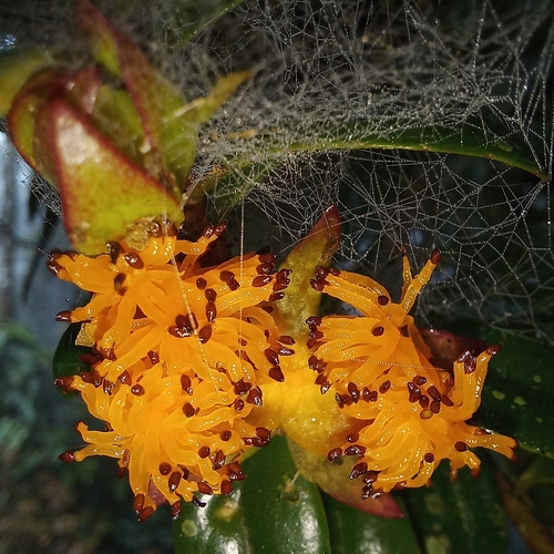 Nematanthus australis, photograph 2