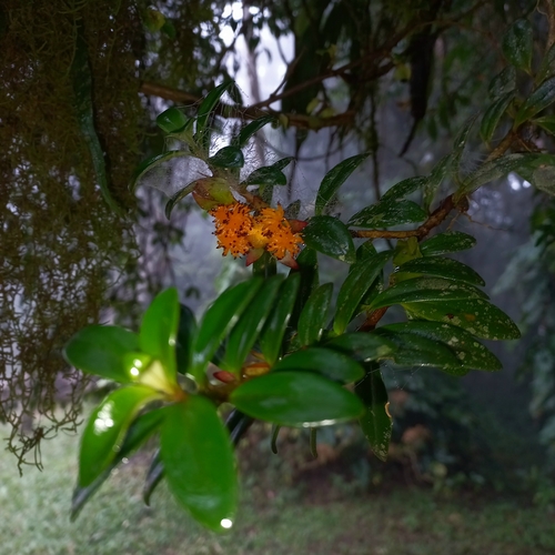 Nematanthus australis, photograph 3