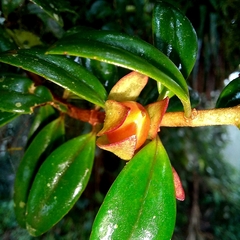 Nematanthus australis, photograph (c) Patrícia Mees, some rights reserved (CC BY)