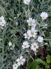 Cerastium tomentosum