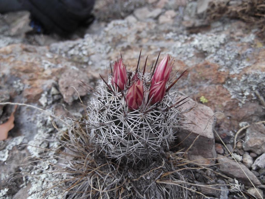 Coryphantha clavata ssp. stipitata