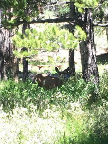 iNaturalist observation photo of Mule Deer