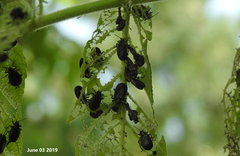 Gastrolina thoracica