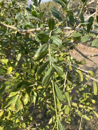Green-Leaved Wormbush (Cadaba natalensis)