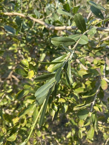 Image of Cadaba natalensis by (c) Sunčana Bradley, some rights reserved (CC BY)