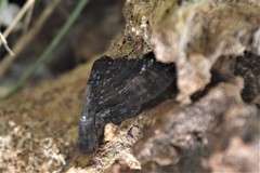 Metalectra tantillus