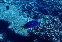 Paracanthurus hepatus