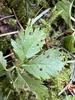 Venturia sp. 'AK01' - Photo (c) Bruce Welkovich, some rights reserved (CC BY-NC), uploaded by Bruce Welkovich