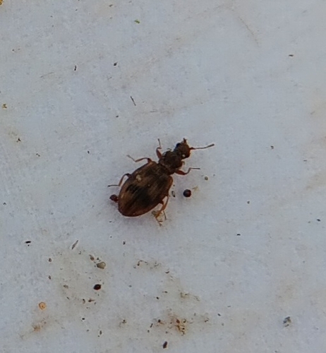 Plaster beetle photo 4
