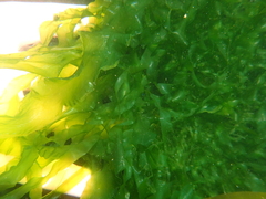 Ulva linza