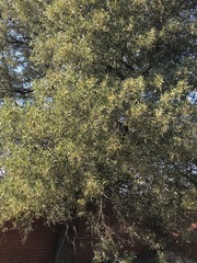 Acacia melanoxylon