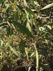 Acacia melanoxylon