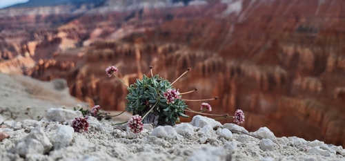 Eriogonum panguicense var. alpestre