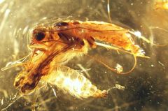 Hydropsyche phalerata