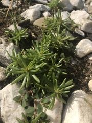 Portulaca pilosa
