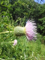 Cirsium engelmannii