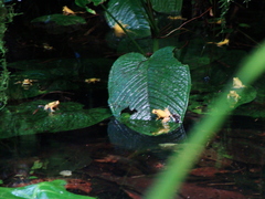 Dendropsophus carnifex