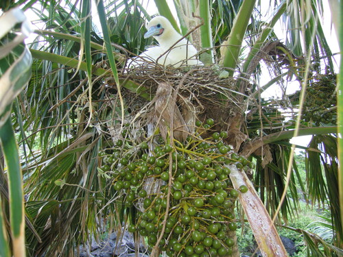 Pritchardia remota observed 2007-03-18