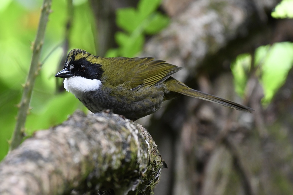 Green-striped Brushfinch photo