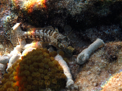 Parapercis australis