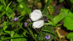 Heliopetes ochroleuca