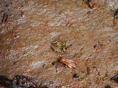 Pristimantis w-nigrum