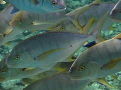 Gnathanodon speciosus