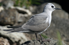 Blue Noddy photo 4