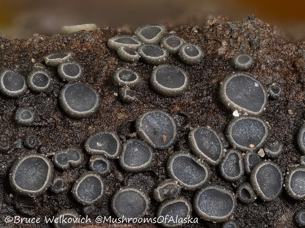Mollisia sp. 'AK01'