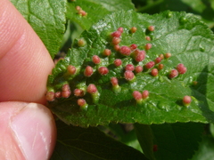 Eriophyes prunianus